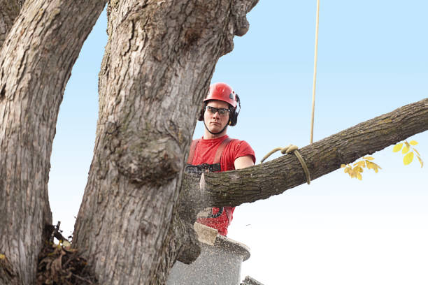  Palos Park, IL Tree Services Pros